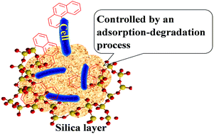 Graphical abstract: A bio-hybrid material for adsorption and degradation of phenanthrene: bacteria immobilized on sawdust coated with a silica layer