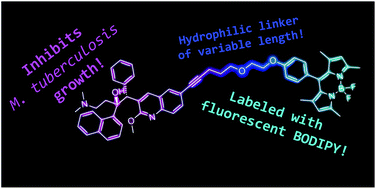 Graphical abstract: Synthesis, characterization and biological activity of fluorescently labeled bedaquiline analogues