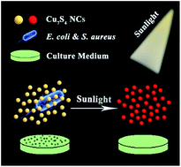 Graphical abstract: Solar-driven broad spectrum fungicides based on monodispersed Cu7S4 nanorods with strong near-infrared photothermal efficiency