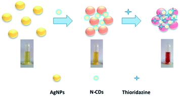 Graphical abstract: Green synthesis of nitrogen-doped carbon dots from lentil and its application for colorimetric determination of thioridazine hydrochloride