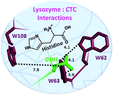 Graphical abstract: Imidazole derivatives differentially destabilize the low pH conformation of lysozyme through weak electrostatic interactions