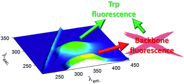 Graphical abstract: On the purported “backbone fluorescence” in protein three-dimensional fluorescence spectra