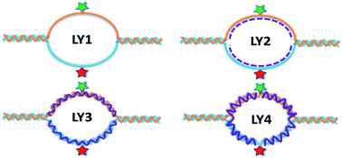 Graphical abstract: Direct observation of spatial configuration and structural stability of locked Y-shaped DNA structure