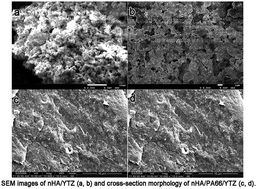 Graphical abstract: In vitro evaluation of an yttria-stabilized zirconia reinforced nano-hydroxyapatite/polyamide 66 ternary biomaterial: biomechanics, biocompatibility and bioactivity