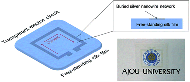 Graphical abstract: Biocompatible, optically transparent, patterned, and flexible electrodes and radio-frequency antennas prepared from silk protein and silver nanowire networks