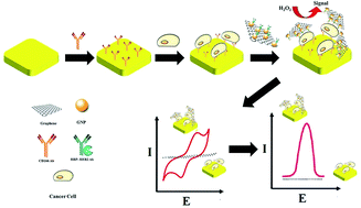 Graphical abstract: An electrochemical cytosensor for ultrasensitive detection of cancer cells using modified graphene–gold nanostructures