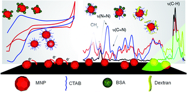 Graphical abstract: Electrochemistry and surface-enhanced Raman spectroscopy of CTAB modulated interactions of magnetic nanoparticles with biomolecules