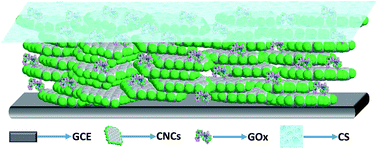 Graphical abstract: Direct electrochemistry and bioelectrocatalysis of glucose oxidase in CS/CNC film and its application in glucose biosensing and biofuel cells