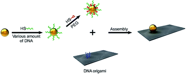 Graphical abstract: Cost effective surface functionalization of gold nanoparticles with a mixed DNA and PEG monolayer for nanotechnology applications