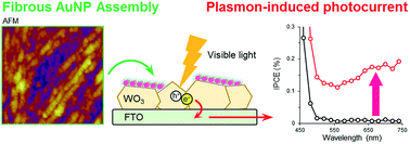 Graphical abstract: Enhanced visible light response of a WO3 photoelectrode with an immobilized fibrous gold nanoparticle assembly using an amyloid-β peptide