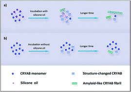 Graphical abstract: Silicone oil promotes amyloid-like aggregation of αB-crystallin