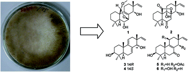 Graphical abstract: Wentinoids A–F, six new isopimarane diterpenoids from Aspergillus wentii SD-310, a deep-sea sediment derived fungus