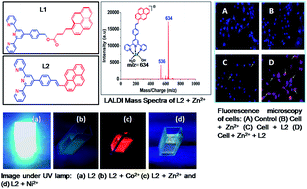 Graphical abstract: Design and synthesis of dual probes for detection of metal ions by LALDI MS and fluorescence: application in Zn(ii) imaging in cells