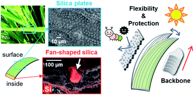 Graphical abstract: Effects of nanostructured biosilica on rice plant mechanics