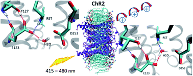 Graphical abstract: Active site structure and absorption spectrum of channelrhodopsin-2 wild-type and C128T mutant