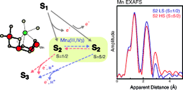 Graphical abstract: Structural changes correlated with magnetic spin state isomorphism in the S2 state of the Mn4CaO5 cluster in the oxygen-evolving complex of photosystem II