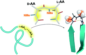 Graphical abstract: Engineering β-sheets employing N-methylated heterochiral amino acids