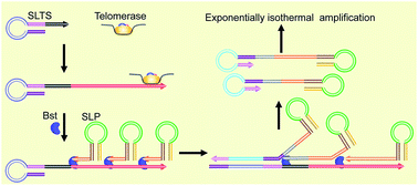 Graphical abstract: Ultrasensitive detection of telomerase activity in a single cell using stem-loop primer-mediated exponential amplification (SPEA) with near zero nonspecific signal