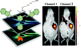 Graphical abstract: Quantification of cysteine hydropersulfide with a ratiometric near-infrared fluorescent probe based on selenium–sulfur exchange reaction