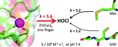 Graphical abstract: Near diffusion-controlled reaction of a Zn(Cys)4 zinc finger with hypochlorous acid