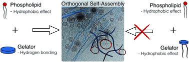 Graphical abstract: Bio-inspired supramolecular materials by orthogonal self-assembly of hydrogelators and phospholipids