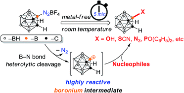 Graphical abstract: [3-N2-o-C2B10H11][BF4]: a useful synthon for multiple cage boron functionalizations of o-carborane
