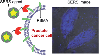 Graphical abstract: Ultrahigh affinity Raman probe for targeted live cell imaging of prostate cancer