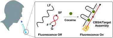 Graphical abstract: A cooperative-binding split aptamer assay for rapid, specific and ultra-sensitive fluorescence detection of cocaine in saliva