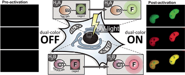 Graphical abstract: Specific protein labeling with caged fluorophores for dual-color imaging and super-resolution microscopy in living cells