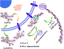 Graphical abstract: Applying DNA rolling circle amplification in fluorescence imaging of cell surface glycans labeled by a metabolic method