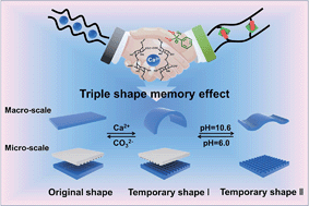 Graphical abstract: Stretchable supramolecular hydrogels with triple shape memory effect