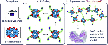Graphical abstract: Foldable glycoprobes capable of fluorogenic crosslinking of biomacromolecules
