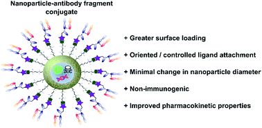 Graphical abstract: Antibody fragments as nanoparticle targeting ligands: a step in the right direction