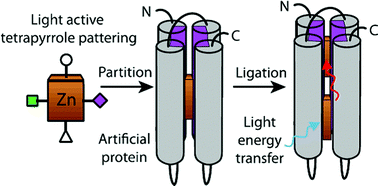 Graphical abstract: Design and engineering of water-soluble light-harvesting protein maquettes