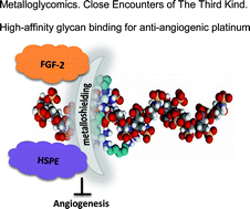 Graphical abstract: Antiangiogenic platinum through glycan targeting