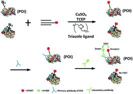 Graphical abstract: Imaging specific newly synthesized proteins within cells by fluorescence resonance energy transfer