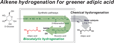 Graphical abstract: Alkene hydrogenation activity of enoate reductases for an environmentally benign biosynthesis of adipic acid
