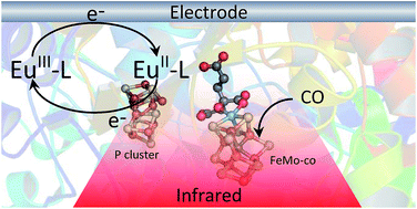 Graphical abstract: Infrared spectroscopy of the nitrogenase MoFe protein under electrochemical control: potential-triggered CO binding