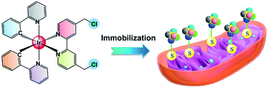 Graphical abstract: Targeting cancer cell metabolism with mitochondria-immobilized phosphorescent cyclometalated iridium(iii) complexes