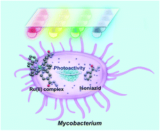 Graphical abstract: Combatting AMR: photoactivatable ruthenium(ii)-isoniazid complex exhibits rapid selective antimycobacterial activity