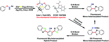 Graphical abstract: Unified synthesis of mono/bis-arylated phenols via RhIII-catalyzed dehydrogenative coupling