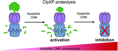 Graphical abstract: Insights into ClpXP proteolysis: heterooligomerization and partial deactivation enhance chaperone affinity and substrate turnover in Listeria monocytogenes