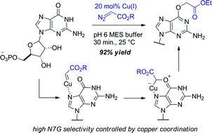 Graphical abstract: Copper carbenes alkylate guanine chemoselectively through a substrate directed reaction