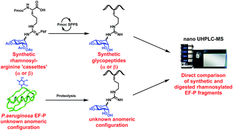 Graphical abstract: Synthesis of rhamnosylated arginine glycopeptides and determination of the glycosidic linkage in bacterial elongation factor P