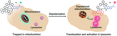 Graphical abstract: Responsive hetero-organelle partition conferred fluorogenic sensing of mitochondrial depolarization