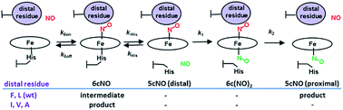 Graphical abstract: Engineering proximal vs. distal heme–NO coordination via dinitrosyl dynamics: implications for NO sensor design