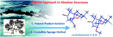 Graphical abstract: Cycloelatanene A and B: absolute configuration determination and structural revision by the crystalline sponge method