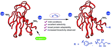Graphical abstract: Selective N-terminal functionalization of native peptides and proteins