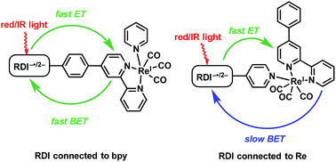 Graphical abstract: Photoinduced electron transfer from rylenediimide radical anions and dianions to Re(bpy)(CO)3 using red and near-infrared light