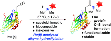 Graphical abstract: Protein modification via alkyne hydrosilylation using a substoichiometric amount of ruthenium(ii) catalyst